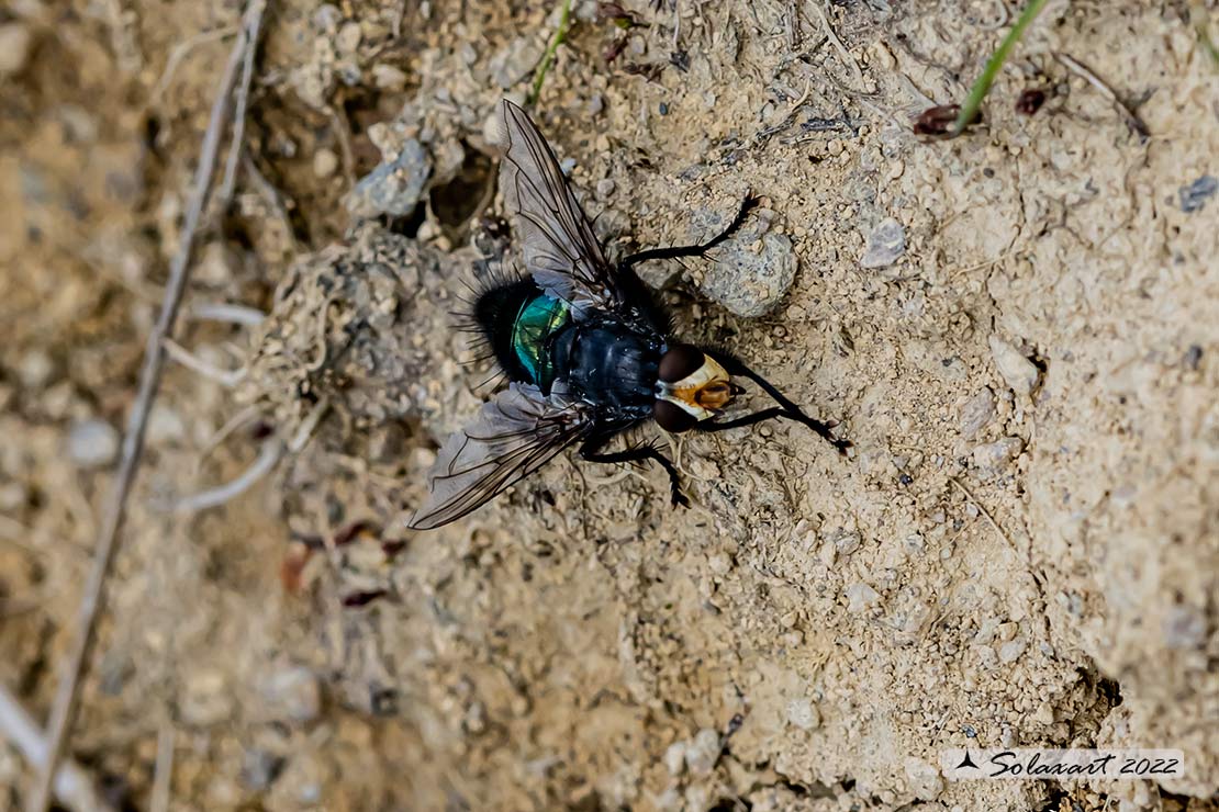 Calliphora subalpina