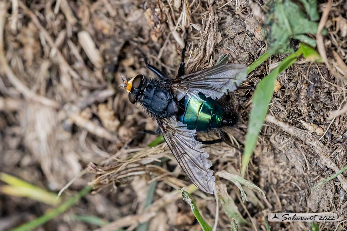 Calliphora subalpina