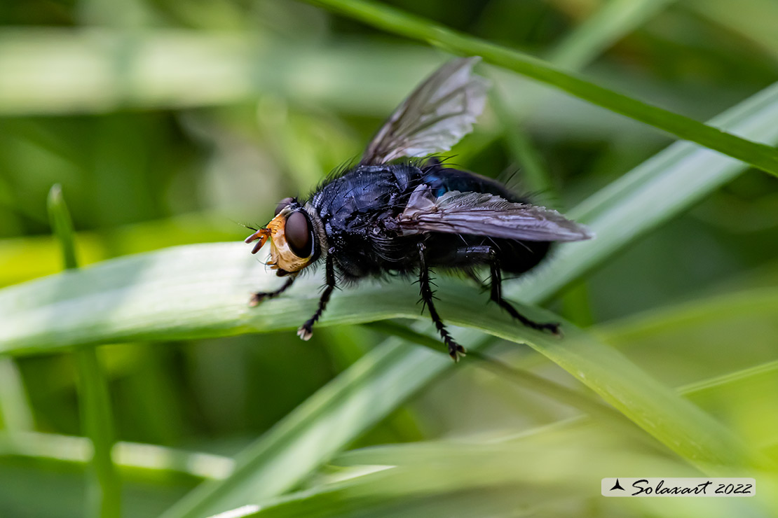 Calliphora vicina