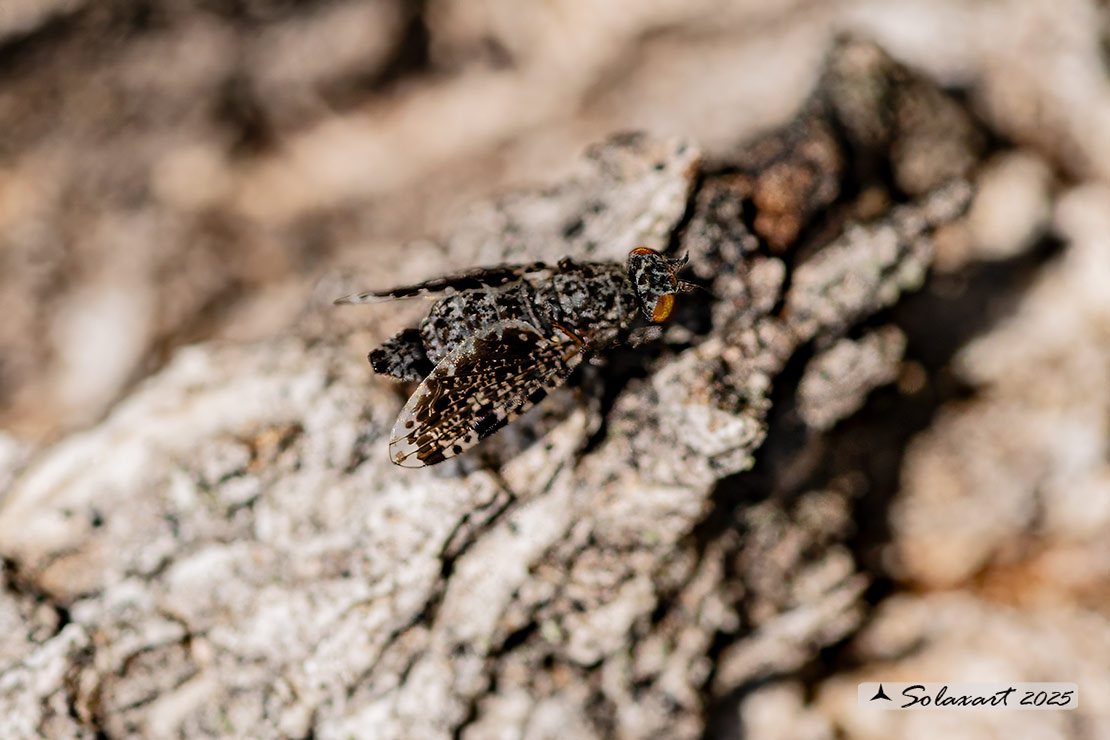 Famiglia: Ulidiidae Genere: Callopistromyia annulipes