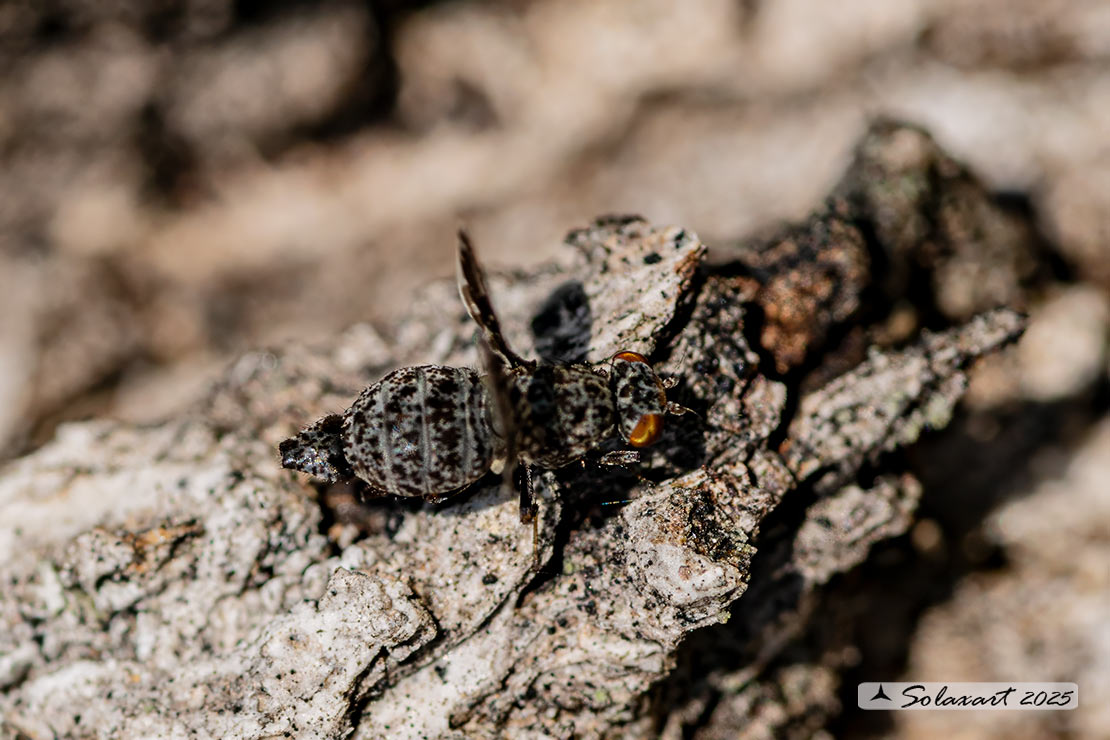 Famiglia: Ulidiidae Genere: Callopistromyia annulipes