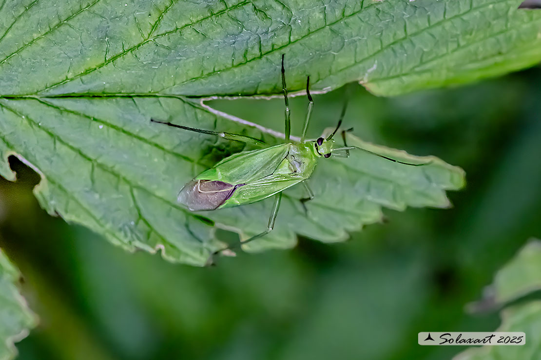 Calocoris alpestris