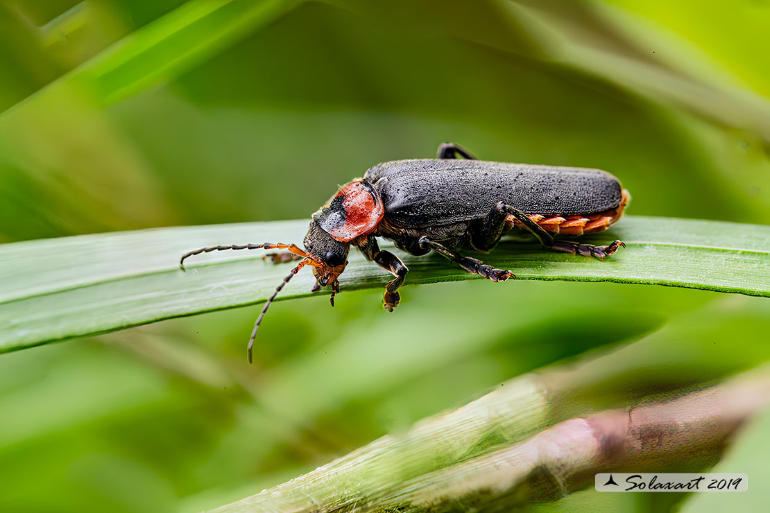 Cantharidae - Cantharis fusca