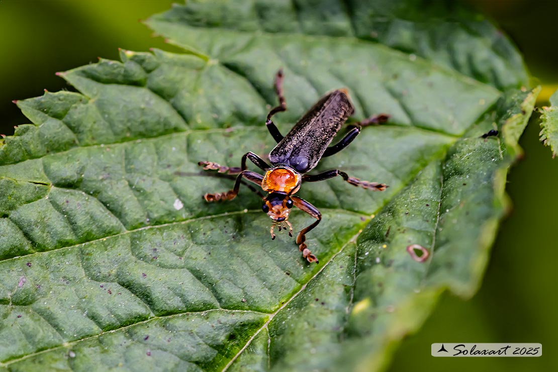Cantharidae - Cantharis livida