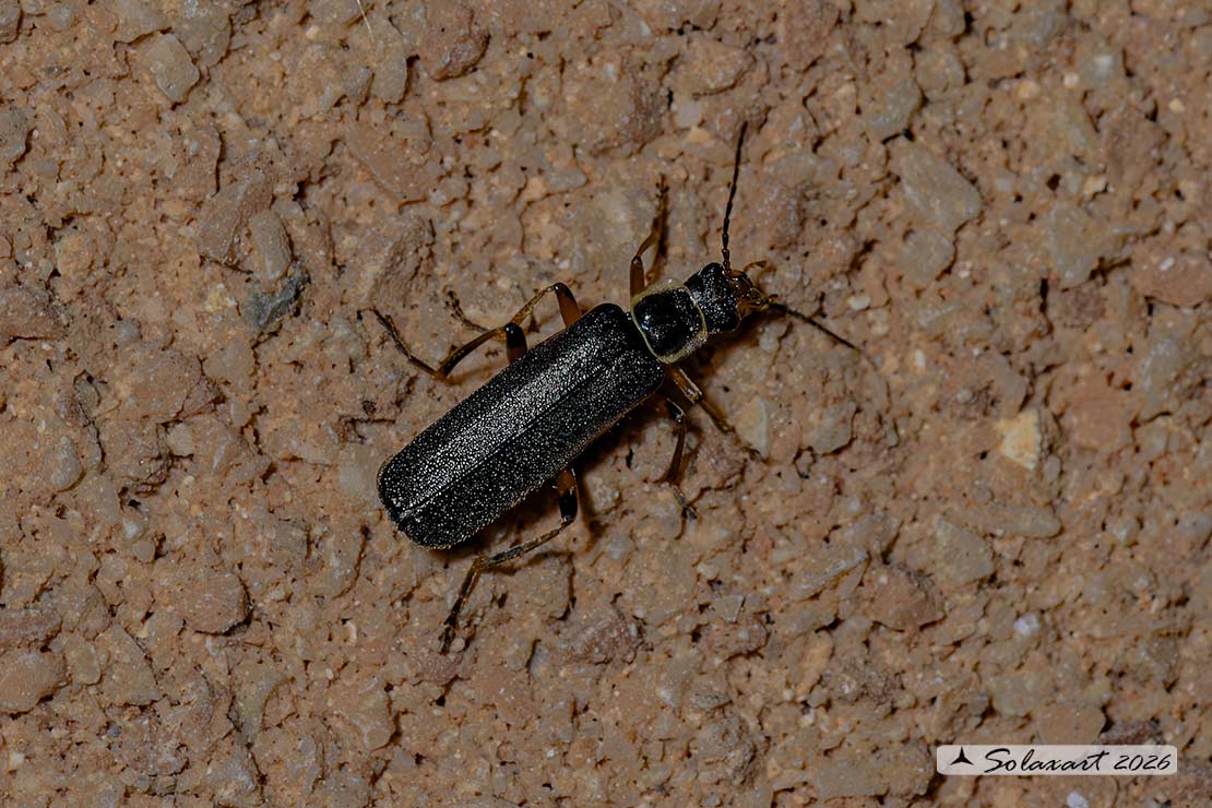 Cantharidae - Cantharis pagana