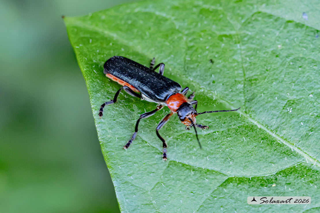 Cantharidae - Cantharis pellucida