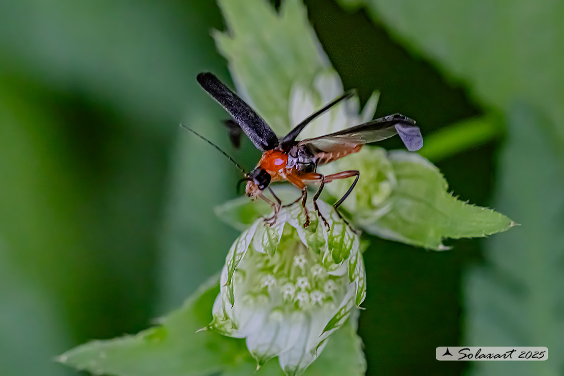 Cantharidae - Cantharis pellucida