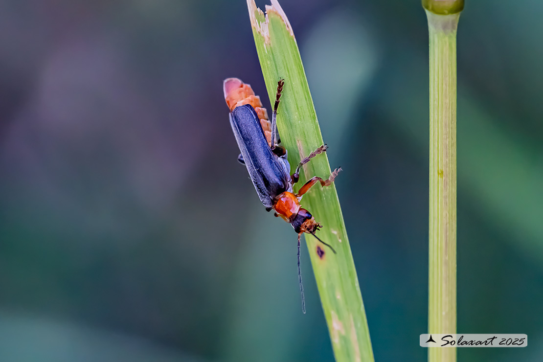 Cantharidae - Cantharis pellucida