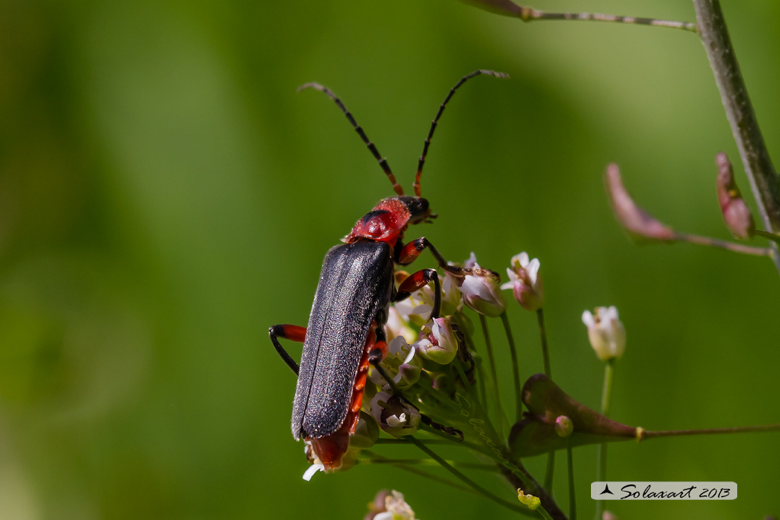 Cantharidae - Cantharis rustica