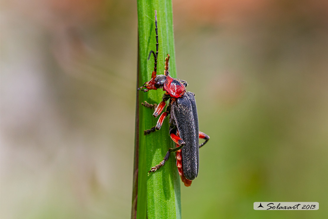 Cantharidae - Cantharis rustica