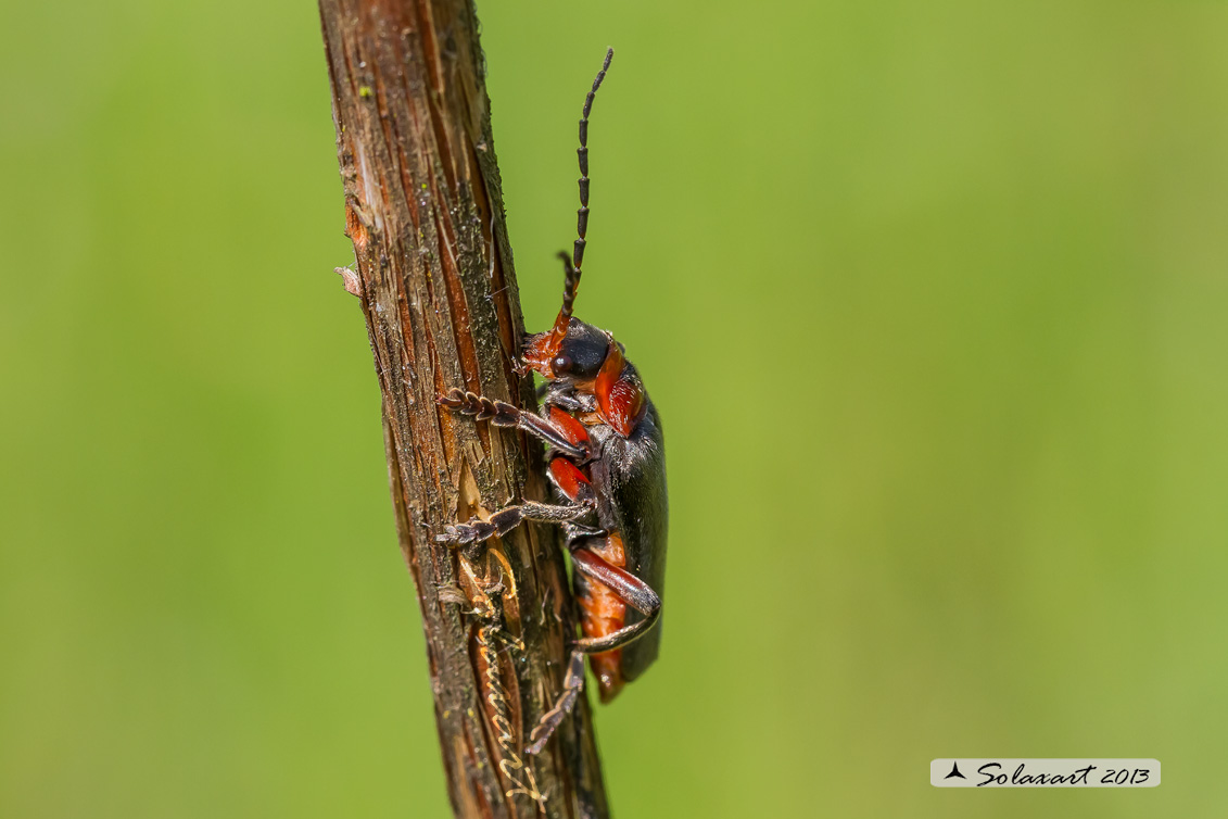 Cantharidae - Cantharis rustica