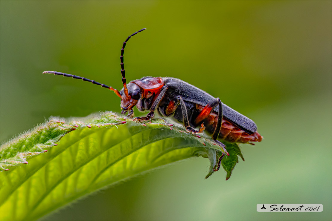 Cantharidae - Cantharis rustica