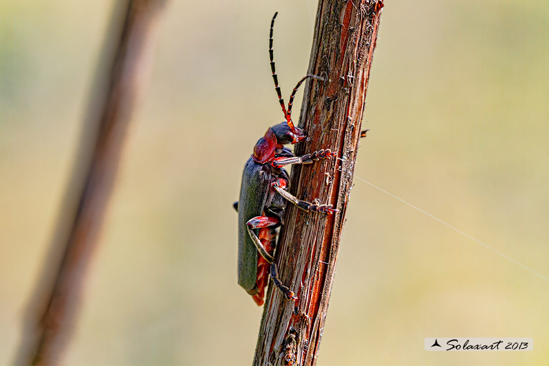 Cantharidae - Cantharis rustica