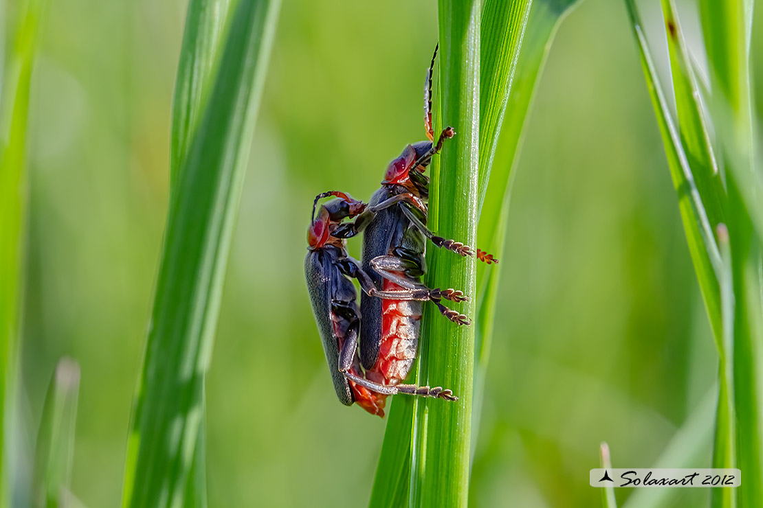 Cantharidae - Cantharis rustica