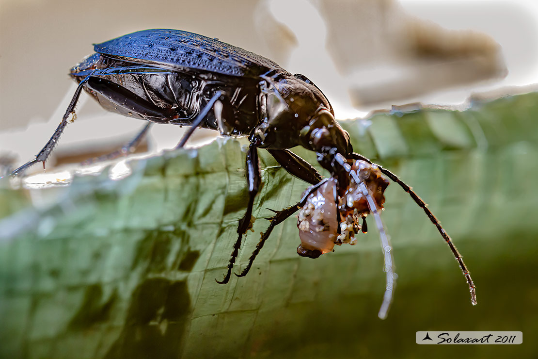 Carabus granulatus interstitialis