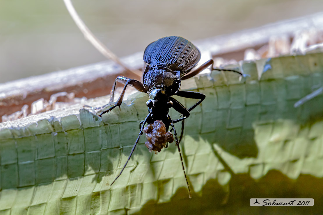 Carabus granulatus interstitialis