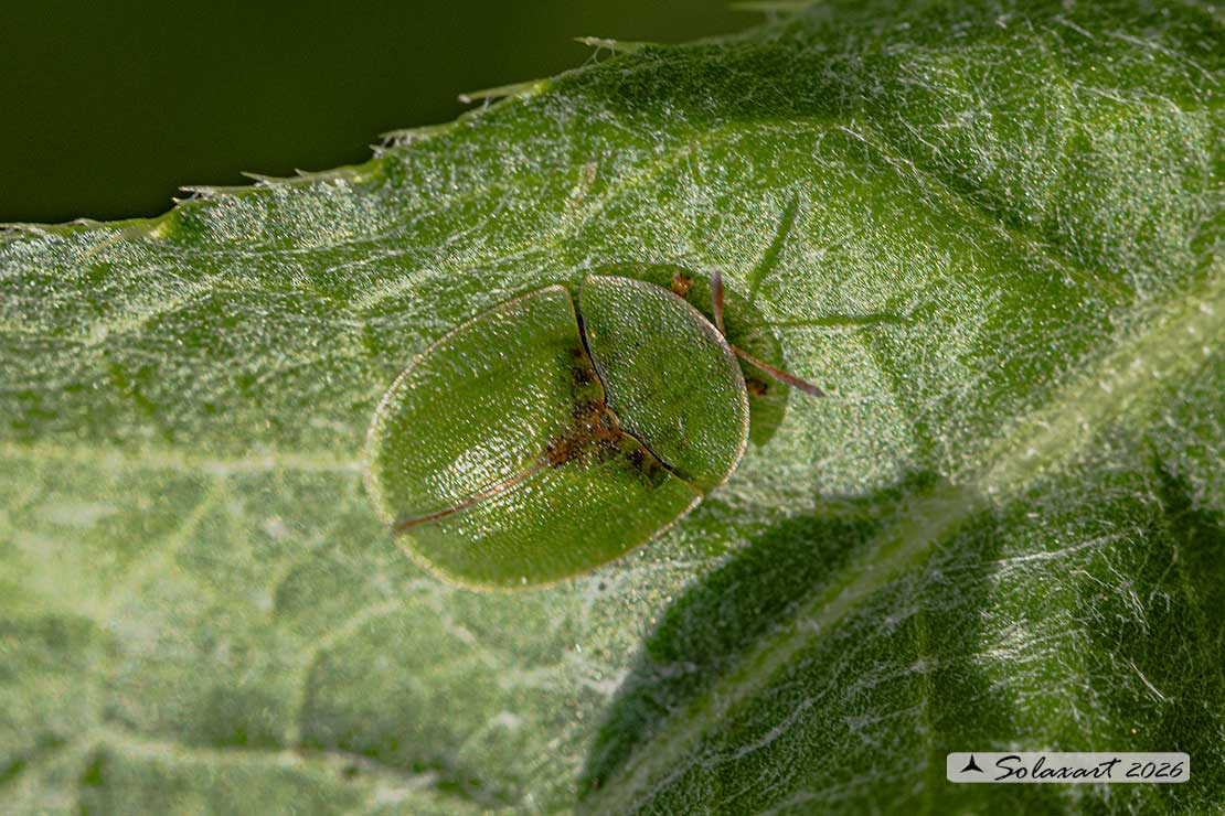Cassida rubiginosa - Thistle tortoise beetle