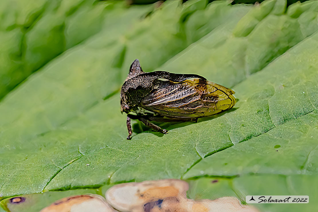 Centrotus cornutus; Diavolino; Thorn-hopper 