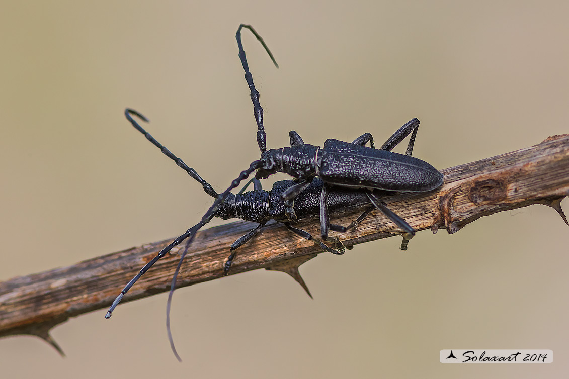 Cerambyx scopolii - Capricorn beetle