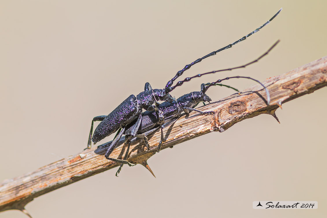 Cerambyx scopolii - Capricorn beetle