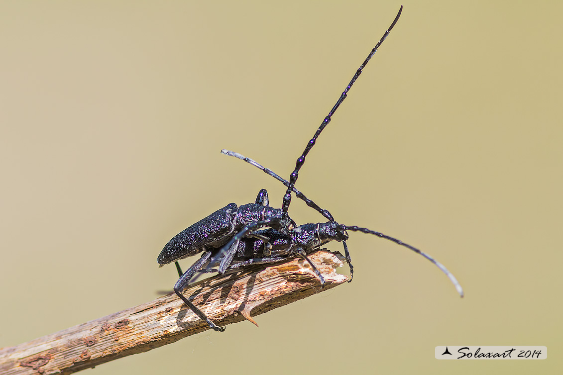 Cerambyx scopolii - Capricorn beetle