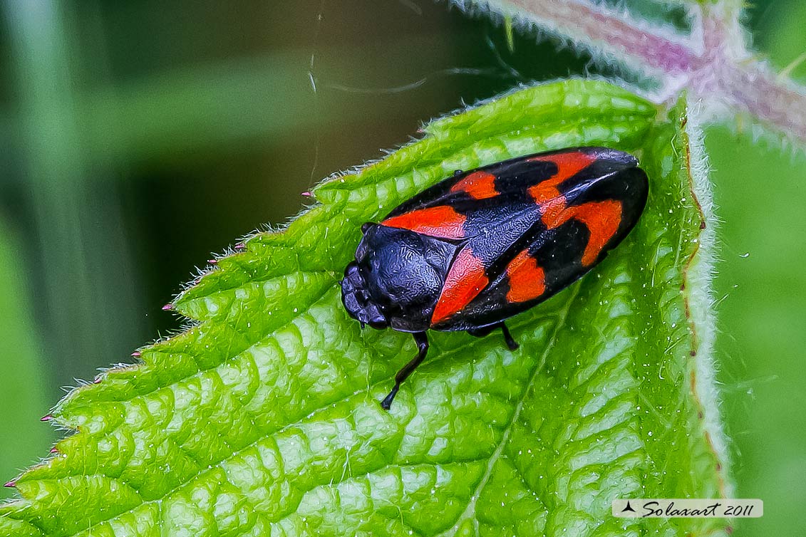 Cercopis vulnerata