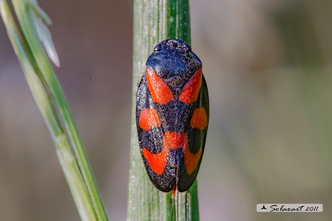 Cercopis vulnerata