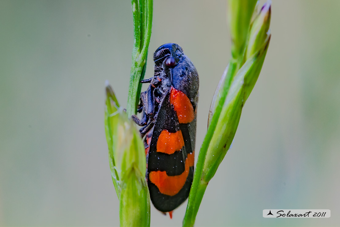 Cercopis vulnerata