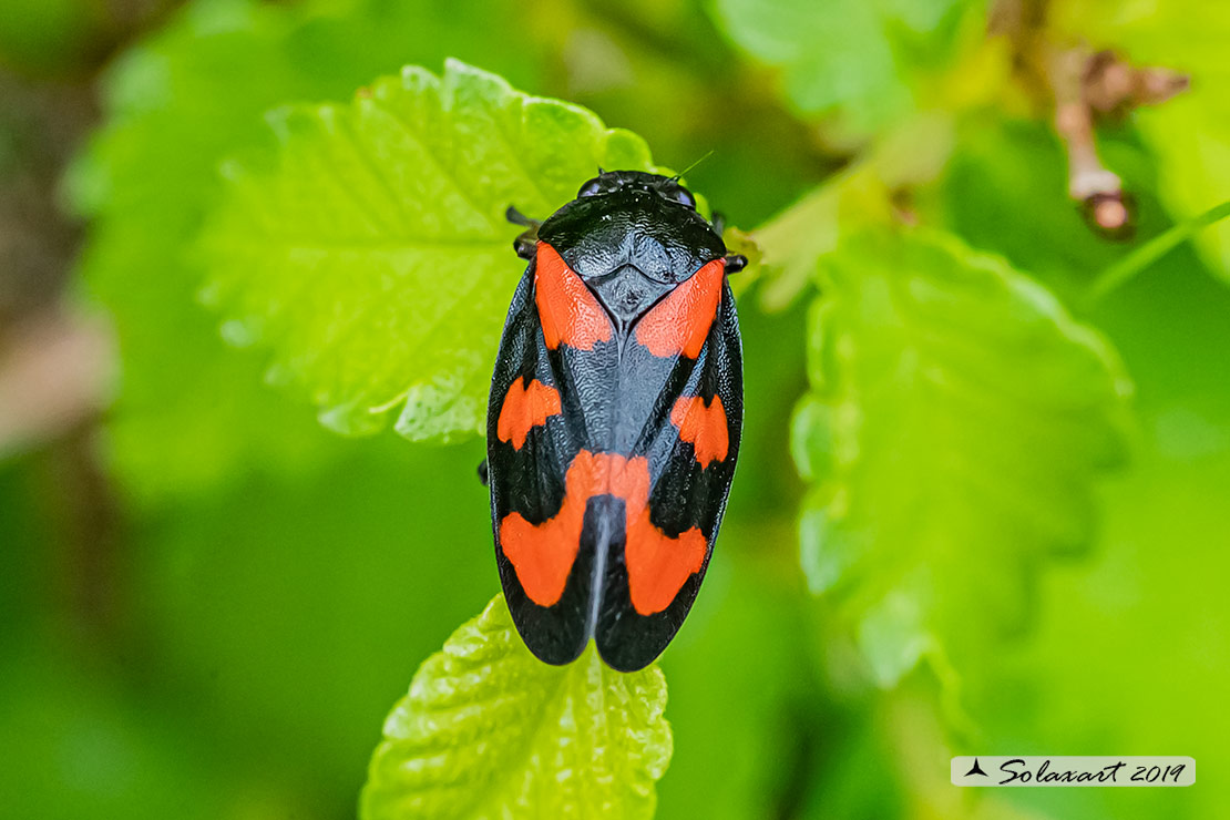 Cercopis vulnerata