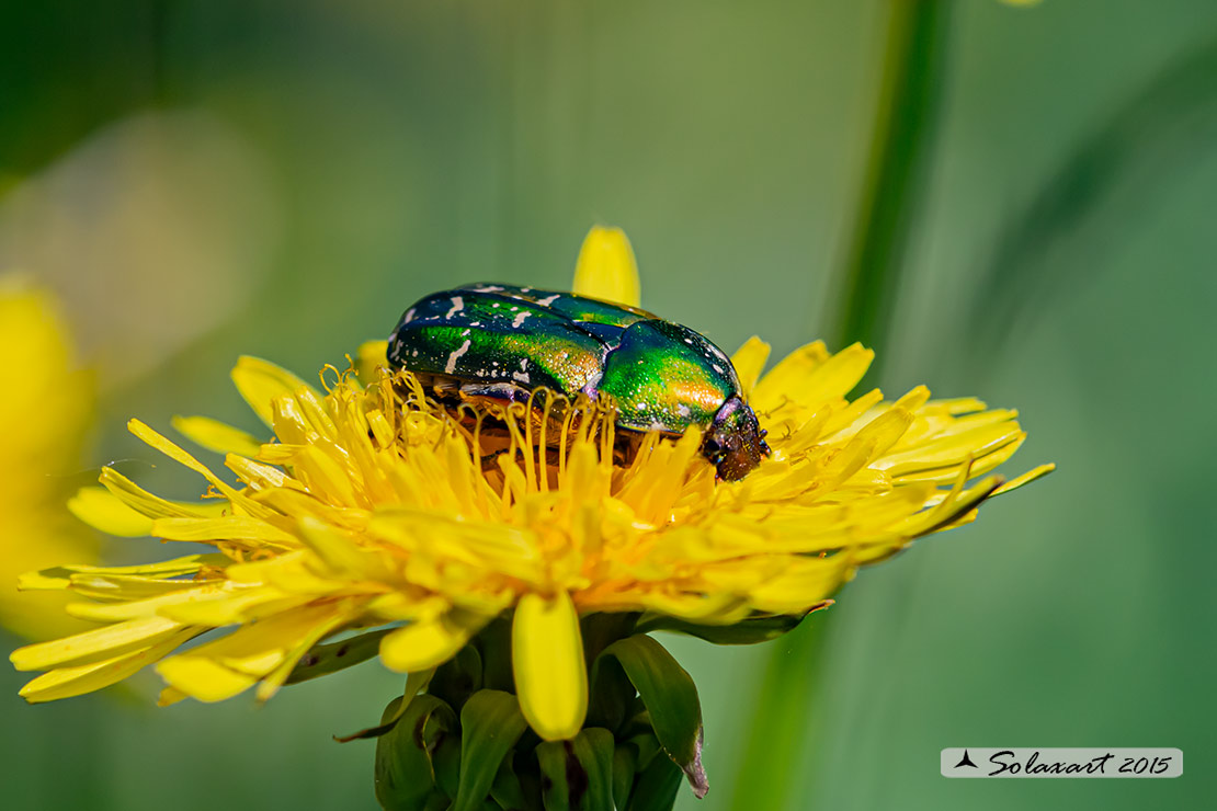 Cetonia aurata