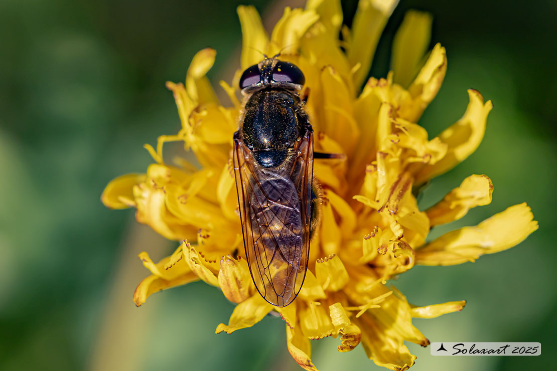 Famiglia: Syrphidae Genere: Cheilosia canicularis