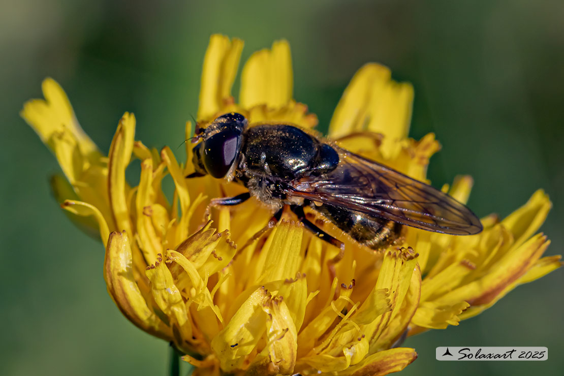 Famiglia: Syrphidae Genere: Cheilosia canicularis
