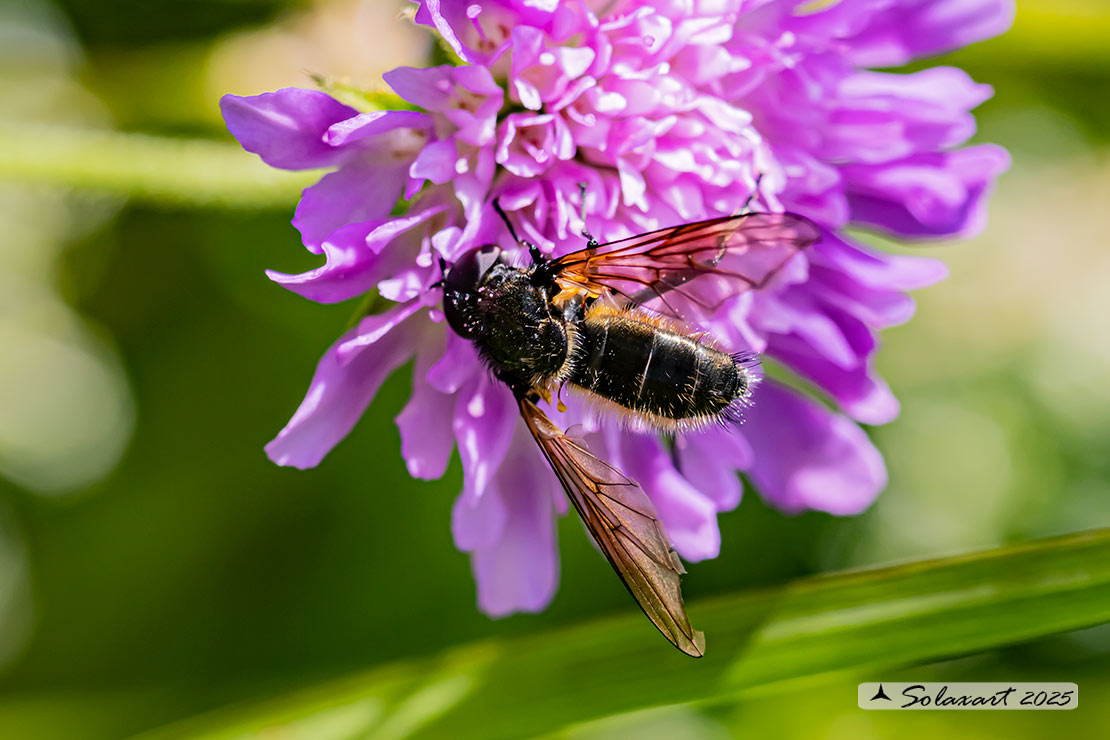 Famiglia: Syrphidae Genere: Cheilosia himantopus