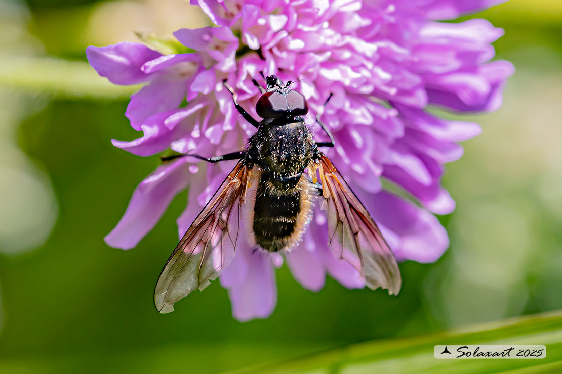 Famiglia: Syrphidae Genere: Cheilosia himantopus