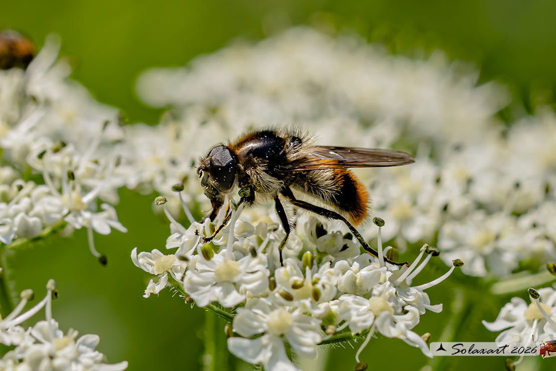Famiglia: Syrphidae Genere: Cheilosia illustrata