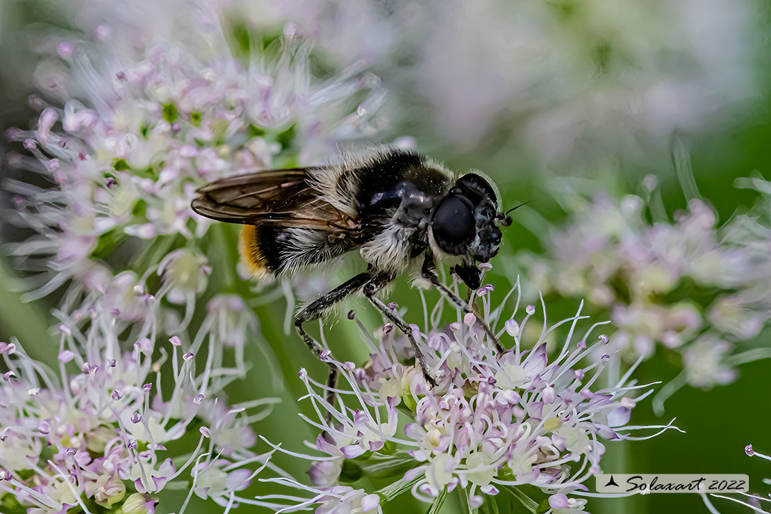 Famiglia: Syrphidae Genere: Cheilosia illustrata