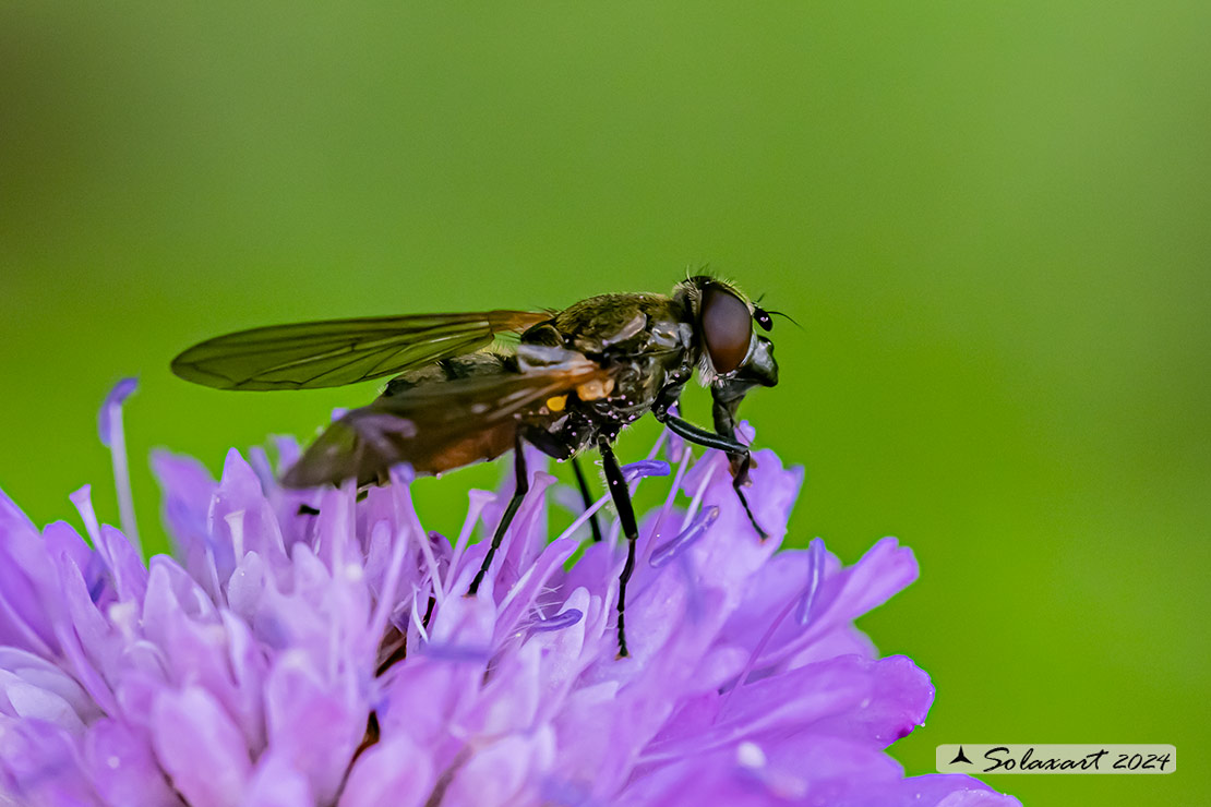 Famiglia: Syrphidae Genere: Cheilosia personata