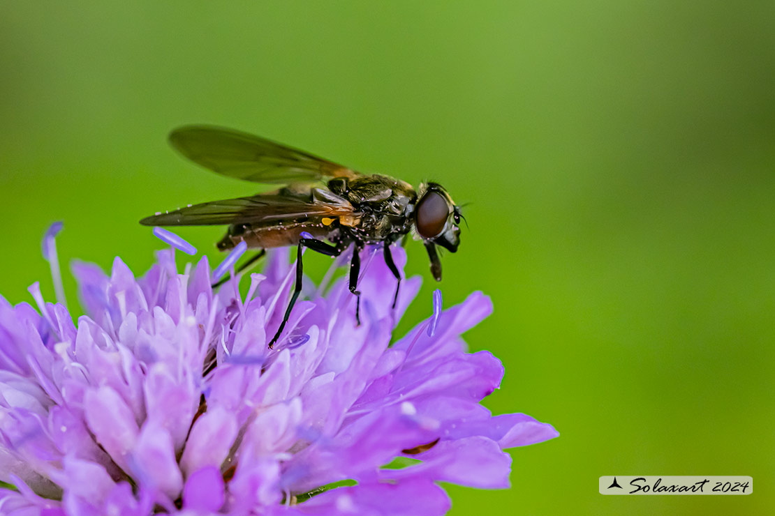 Famiglia: Syrphidae Genere: Cheilosia personata