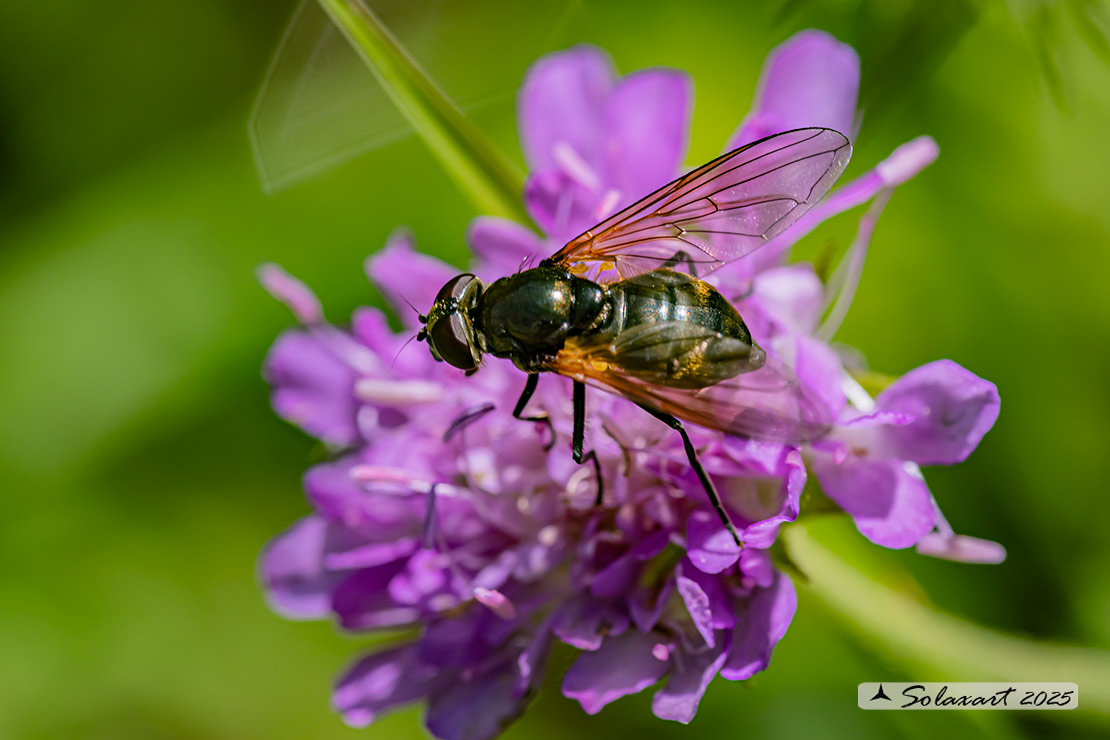 Famiglia: Syrphidae Genere: Cheilosia personata