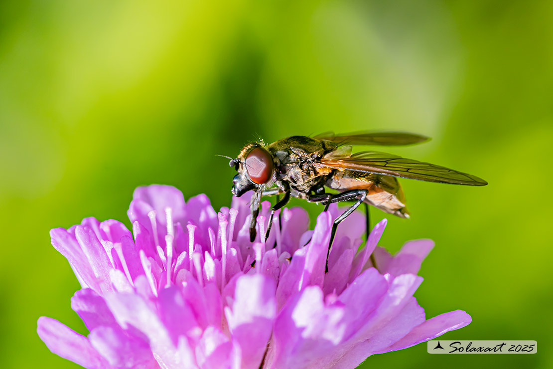 Famiglia: Syrphidae Genere: Cheilosia personata