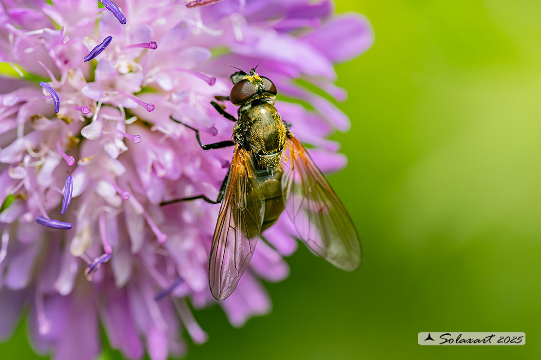 Famiglia: Syrphidae Genere: Cheilosia personata
