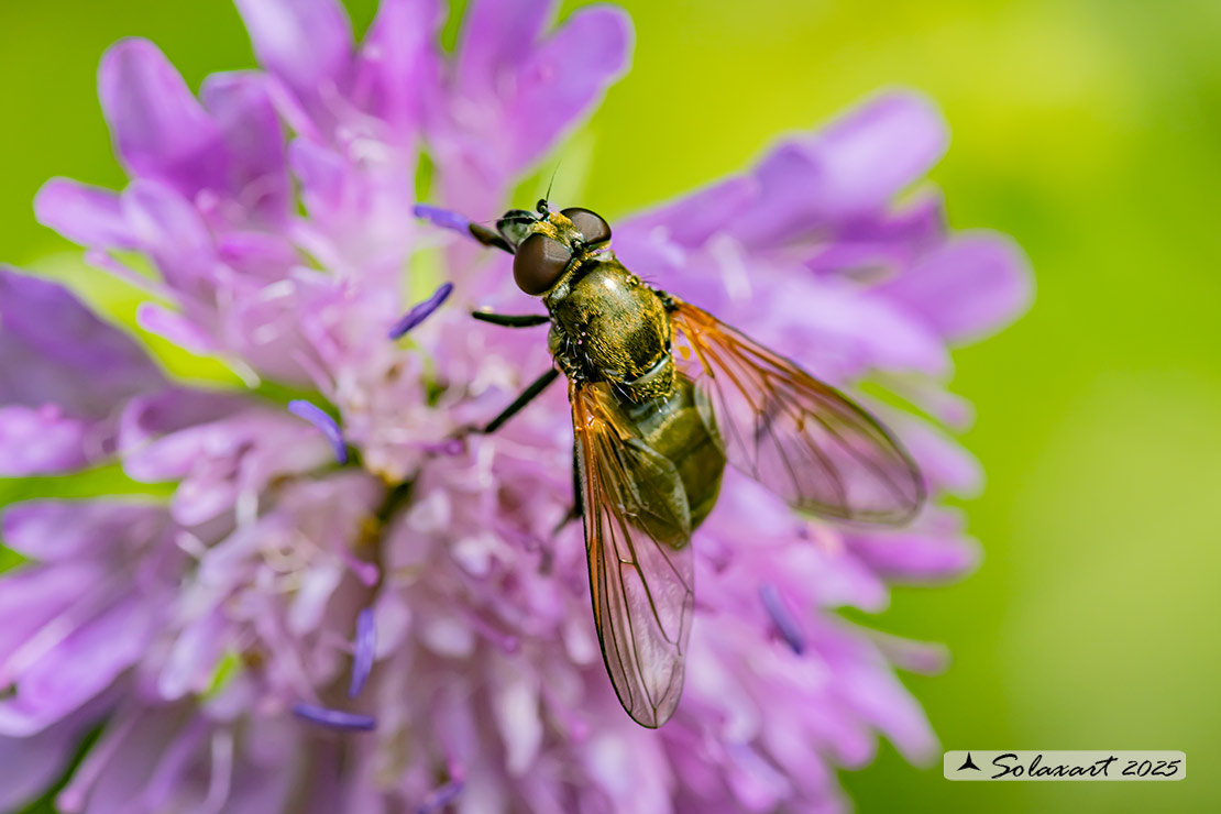 Famiglia: Syrphidae Genere: Cheilosia personata