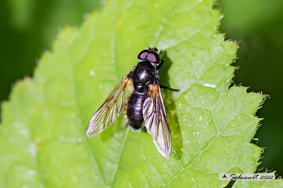 Famiglia: Syrphidae Genere: Cheilosia variabilis