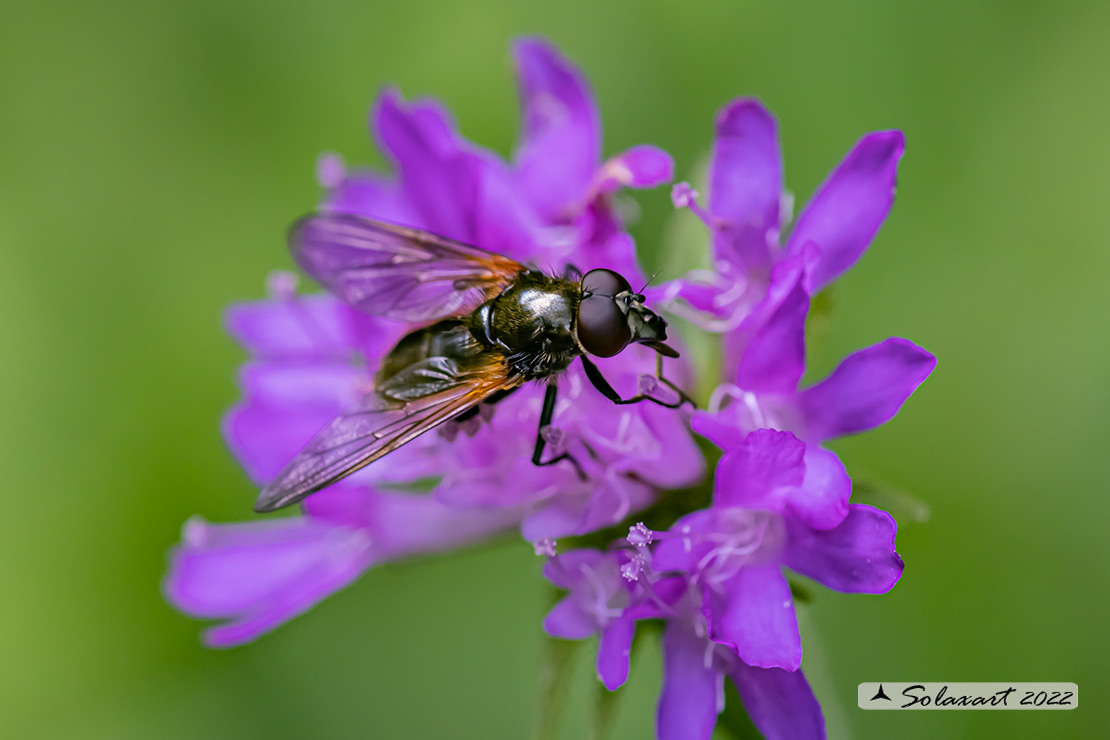 Famiglia: Syrphidae Genere: Cheilosia variabilis