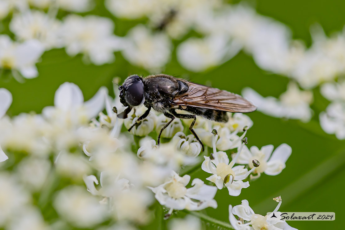 Famiglia: Syrphidae Genere: Cheilosia velutina