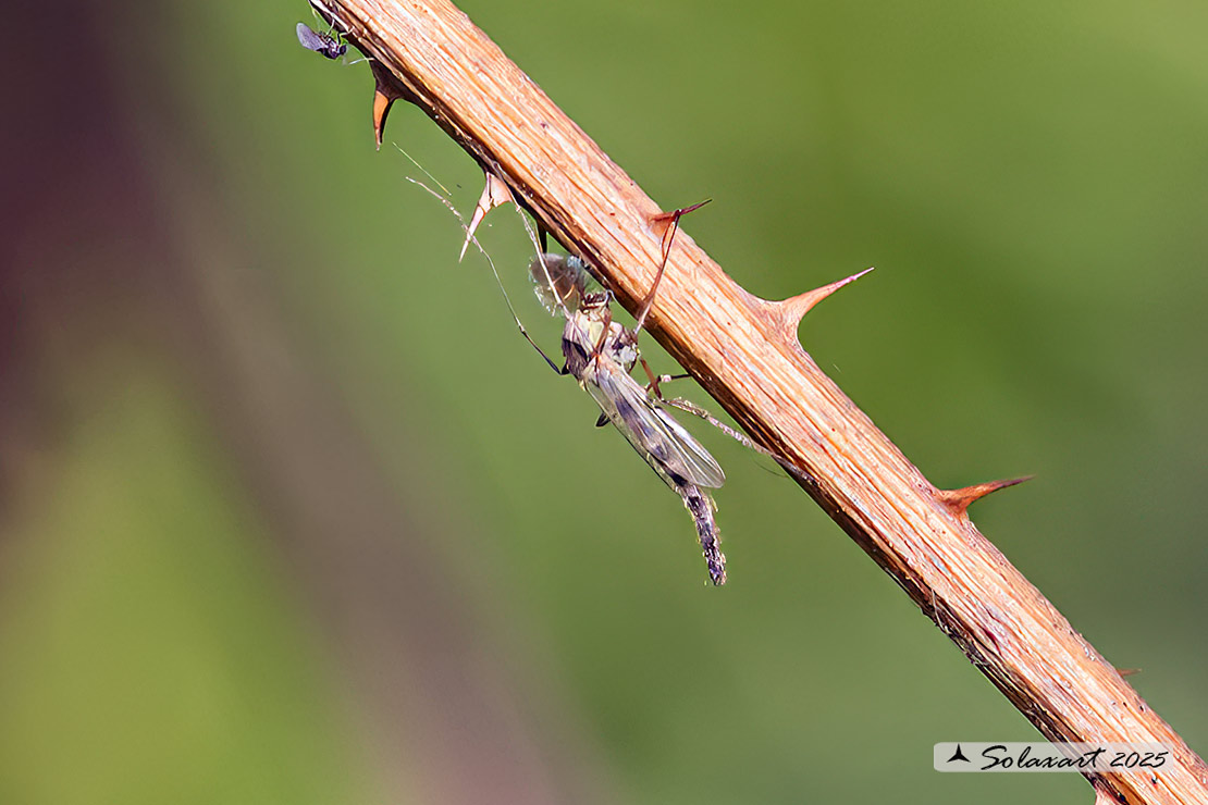 Chironomus plumosus