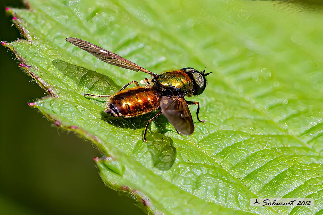 Chloromyia formosa