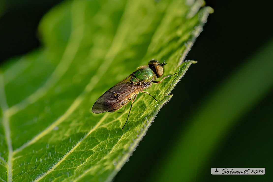 Chloromyia formosa