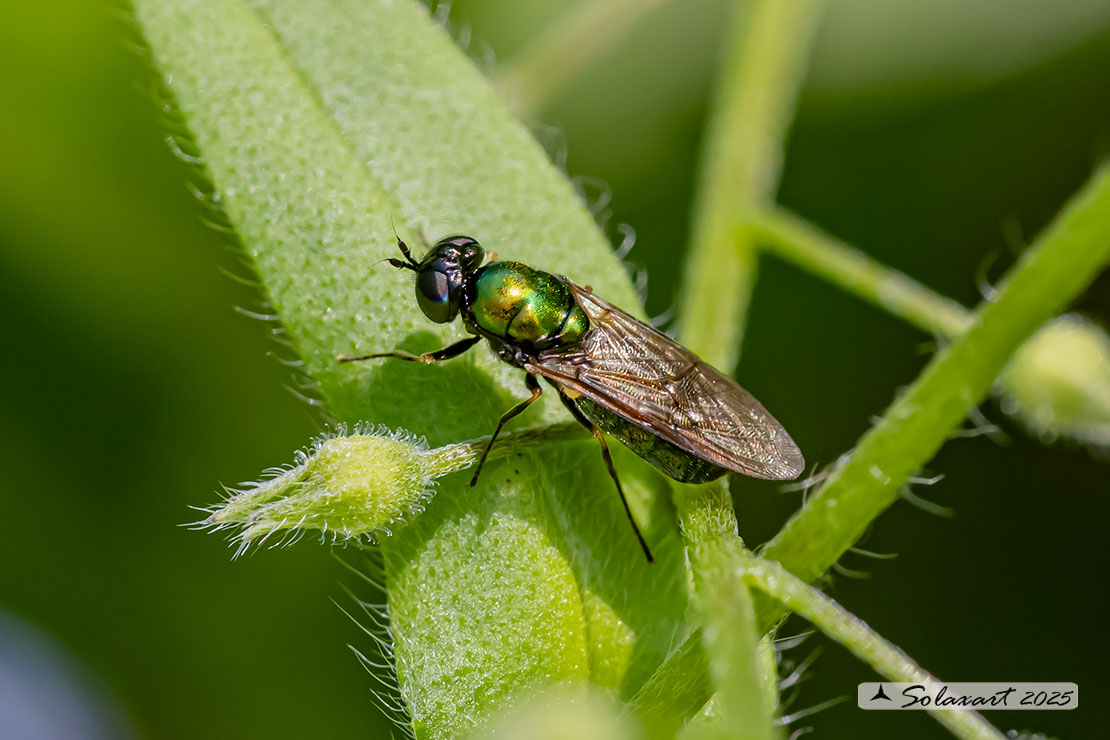 Chloromyia formosa