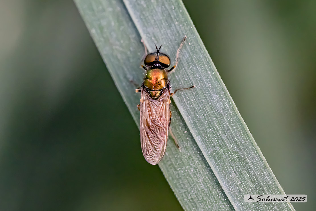 Chloromyia formosa